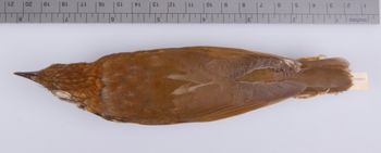 Media type: image;   Ornithology 212616